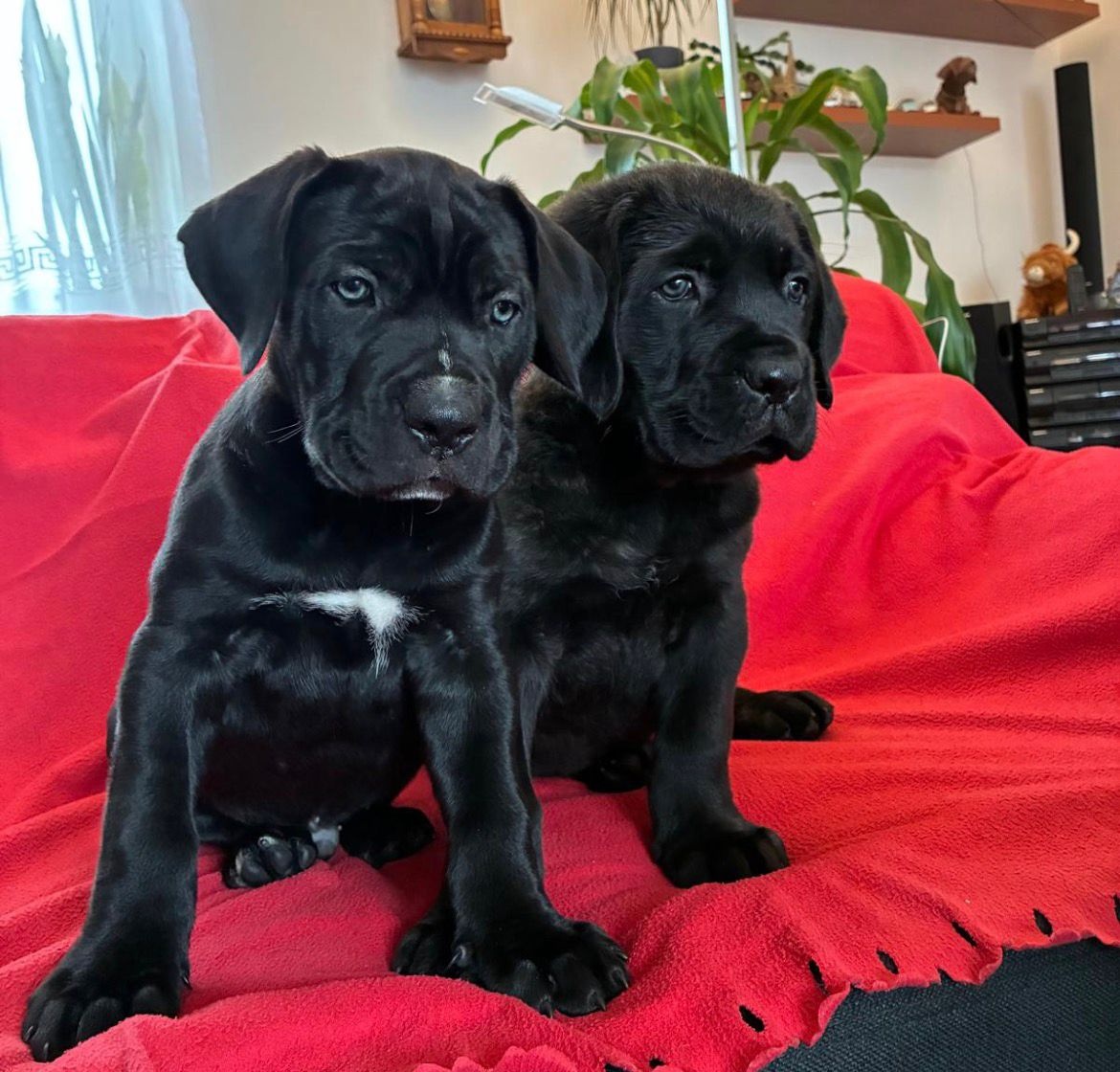 Štěňátka Cane Corso s PP