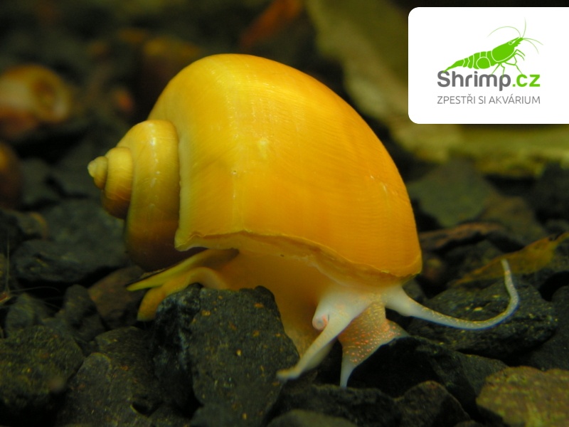 Ampularie vodní šnek