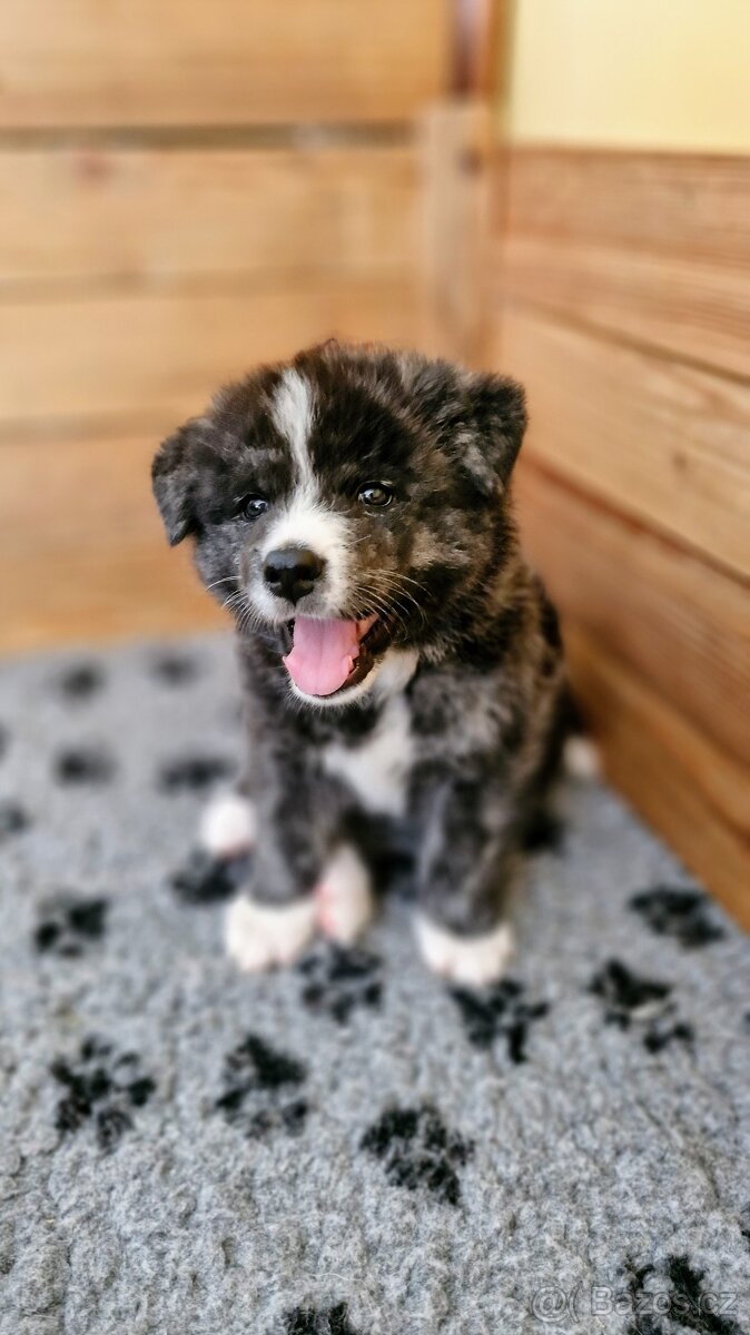 Akita inu, štěňátko s PP.