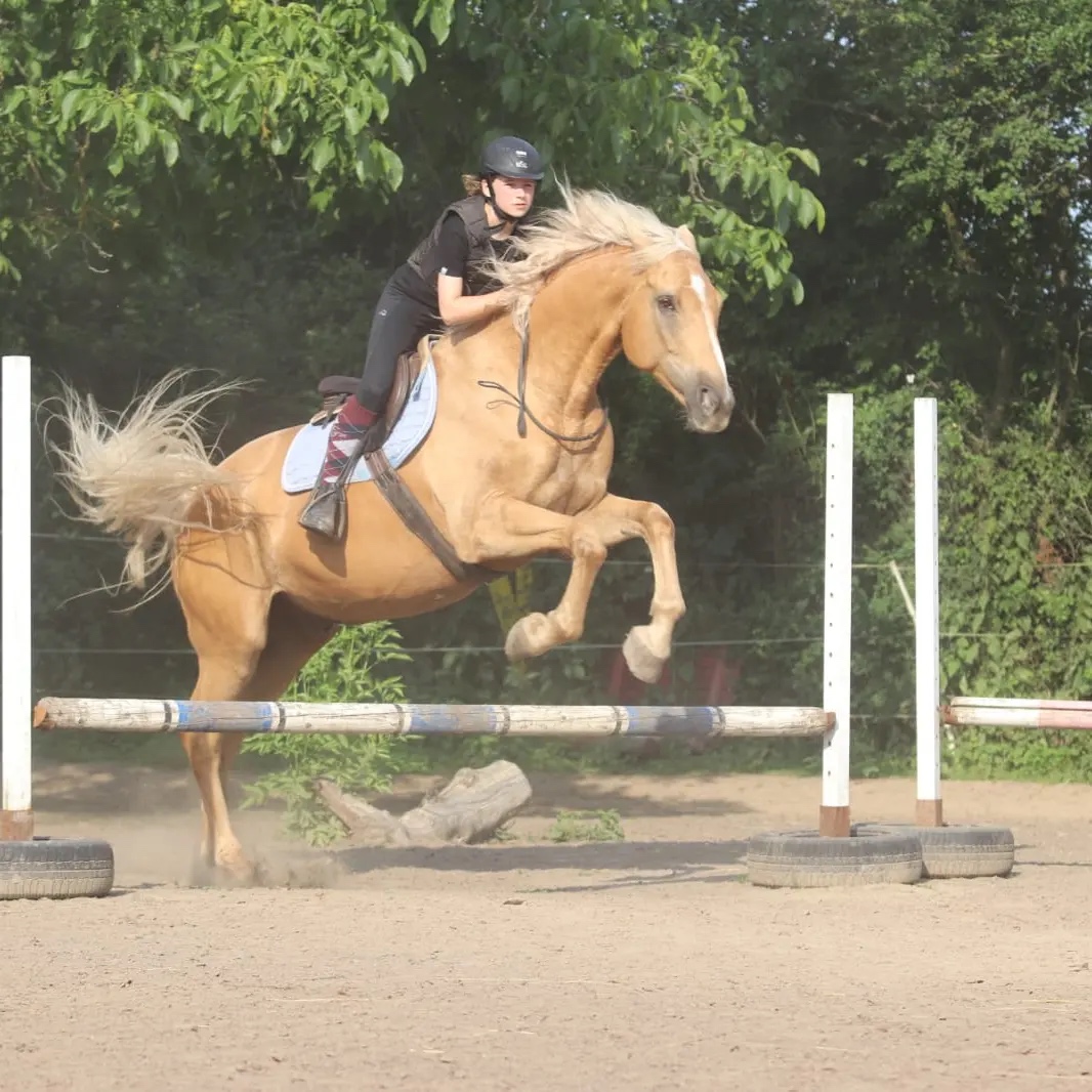 Hledám pronájem koně