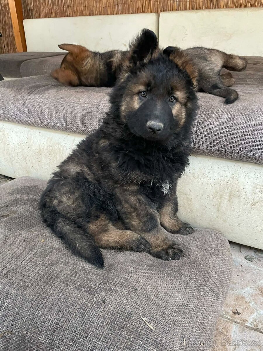 prodám štěně Německého ovčáka s PP