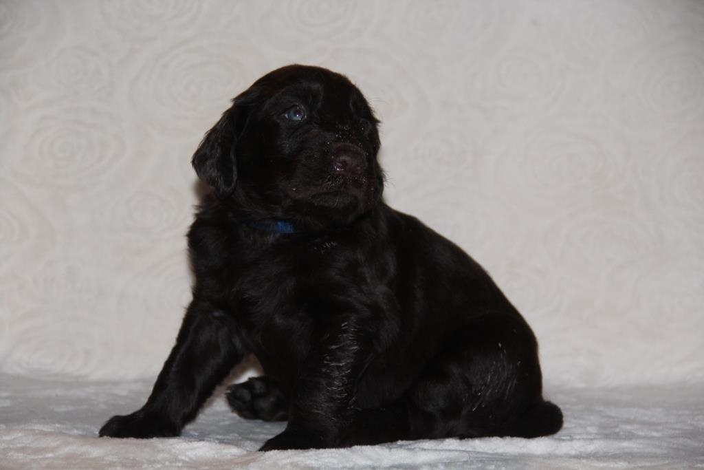 Flat Coated Retriever