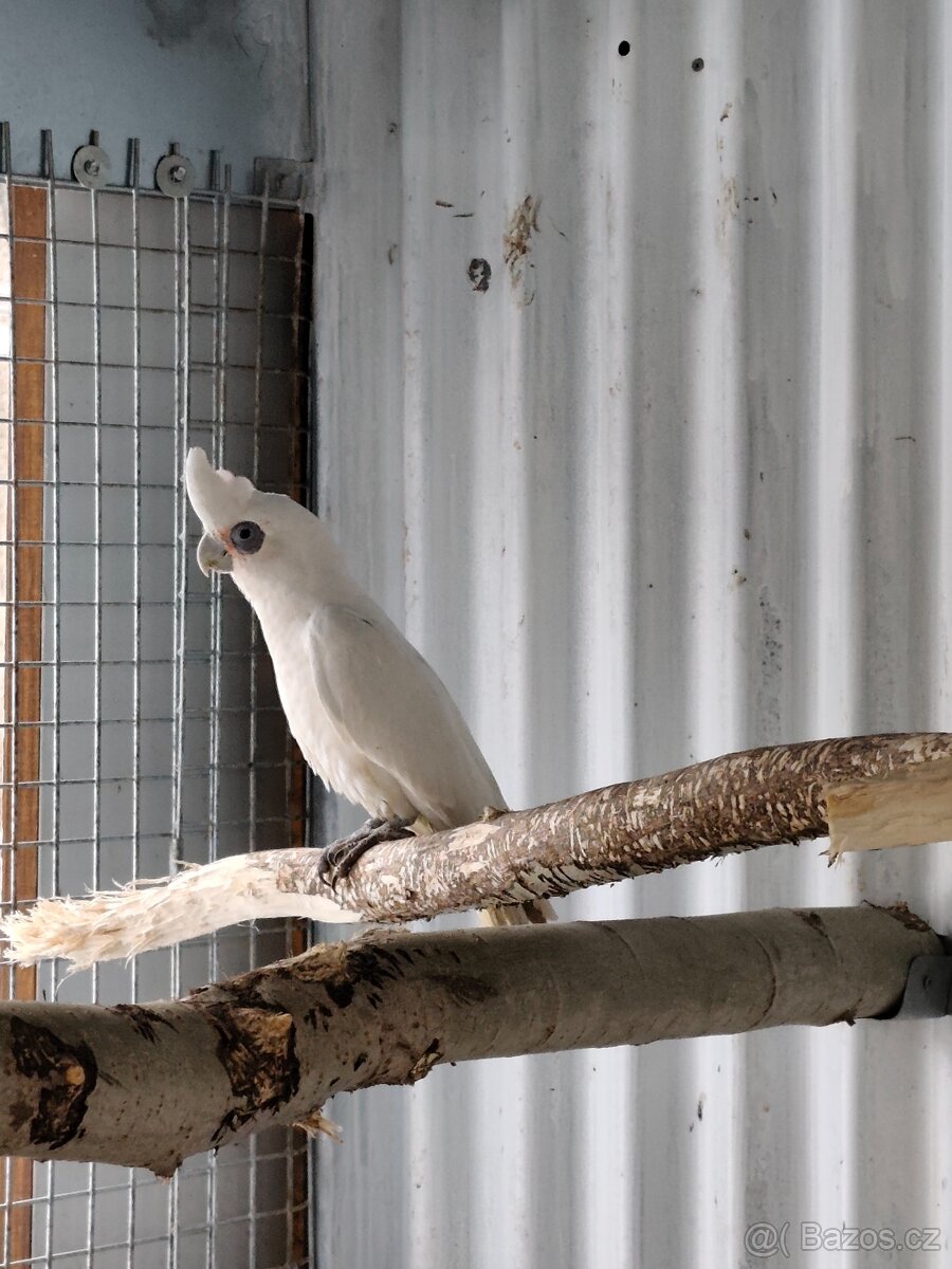 Koupím Kakadu naholící