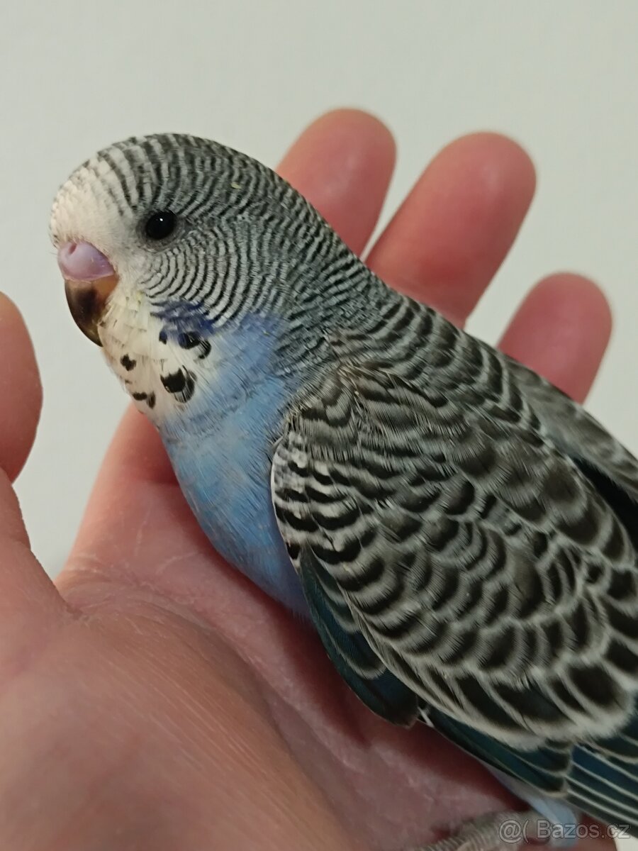 Ručně dokrmena andulka samec mazlíček k dětem