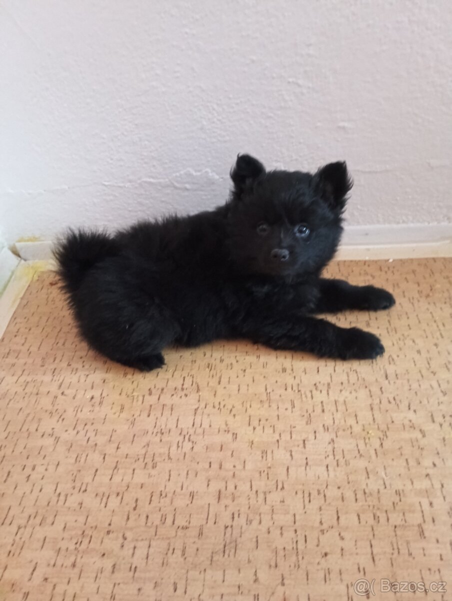 Štěňata Německý špic