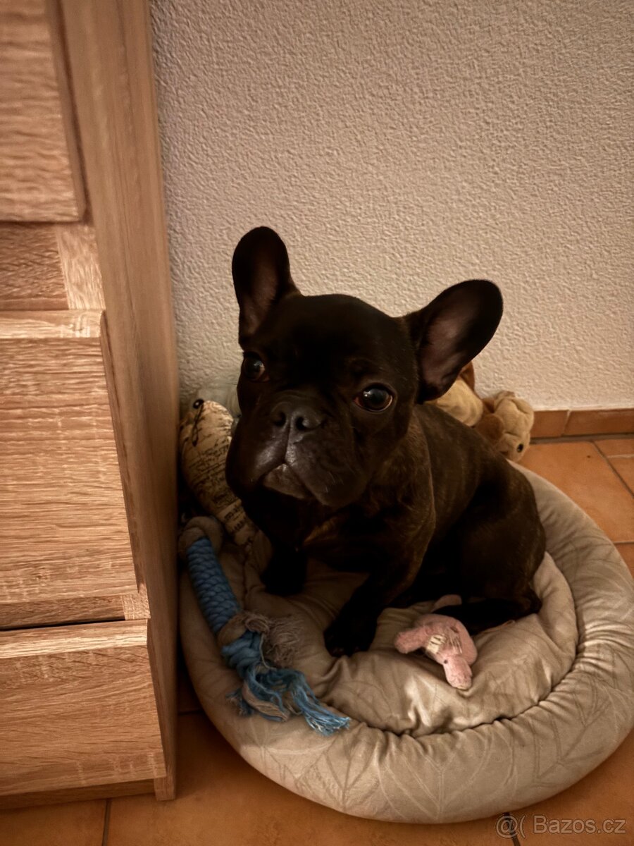 Prodám fr. Buldočka