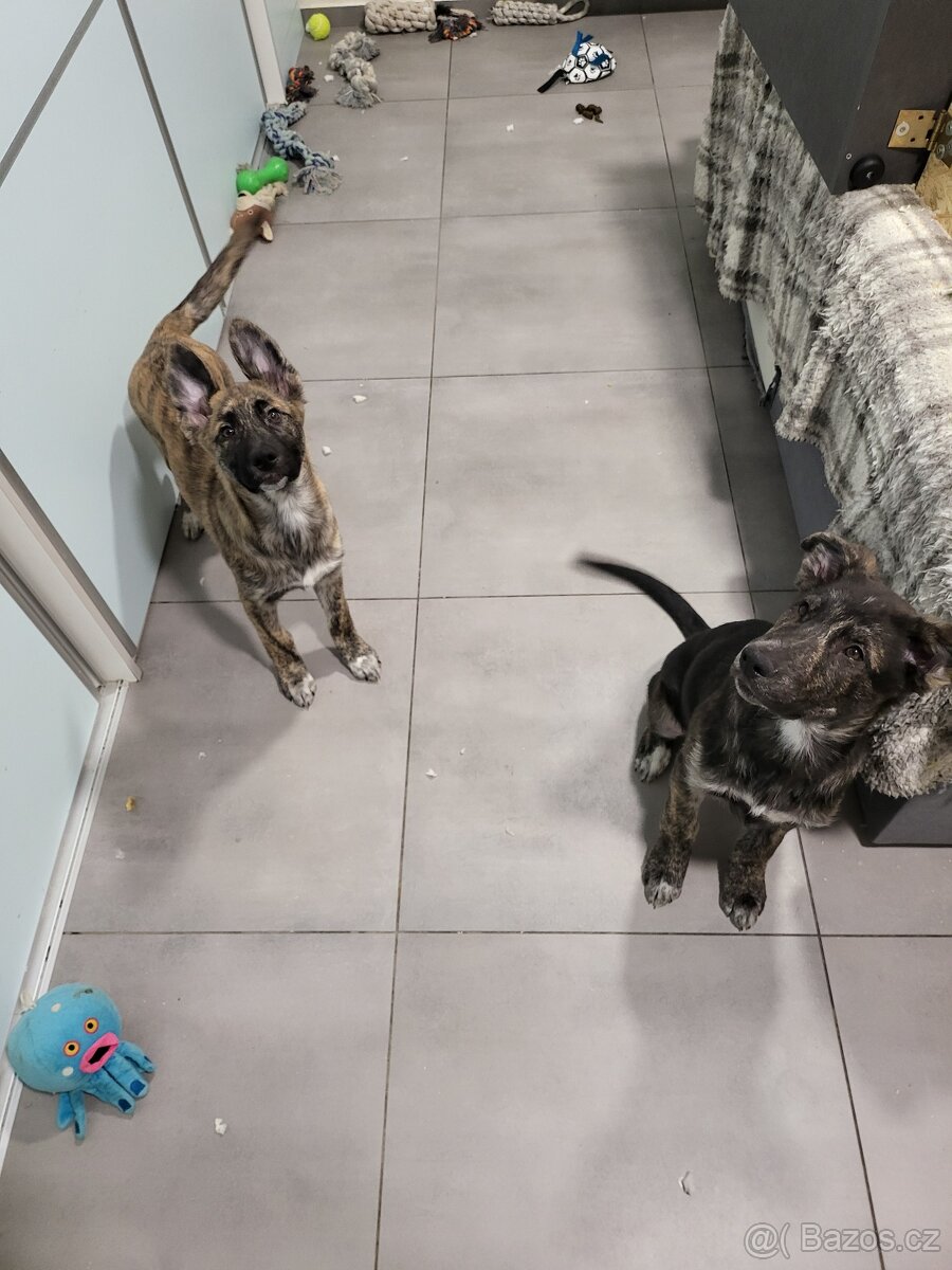 🐾 K odběru ihned – krásná štěňátka 🐾