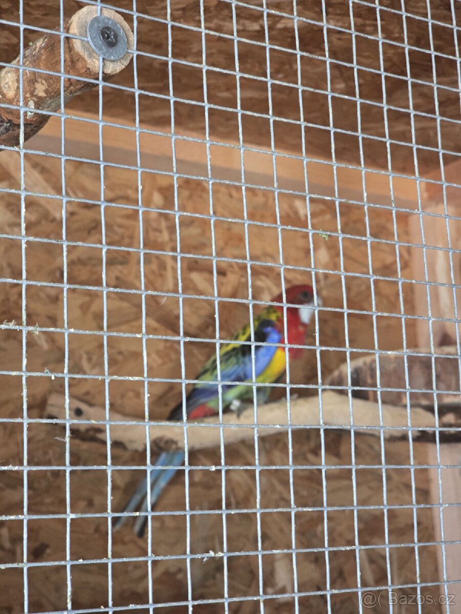 Rozela rubino a pestrá