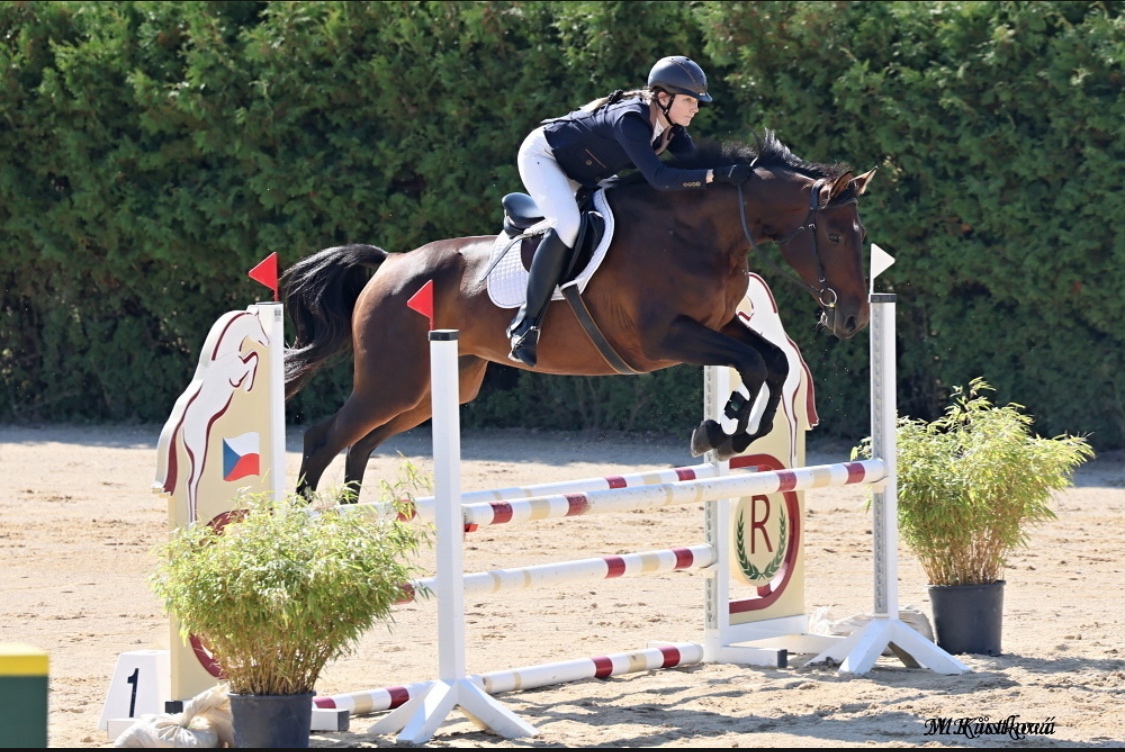 Prodám koně, hannoverskou klisnu