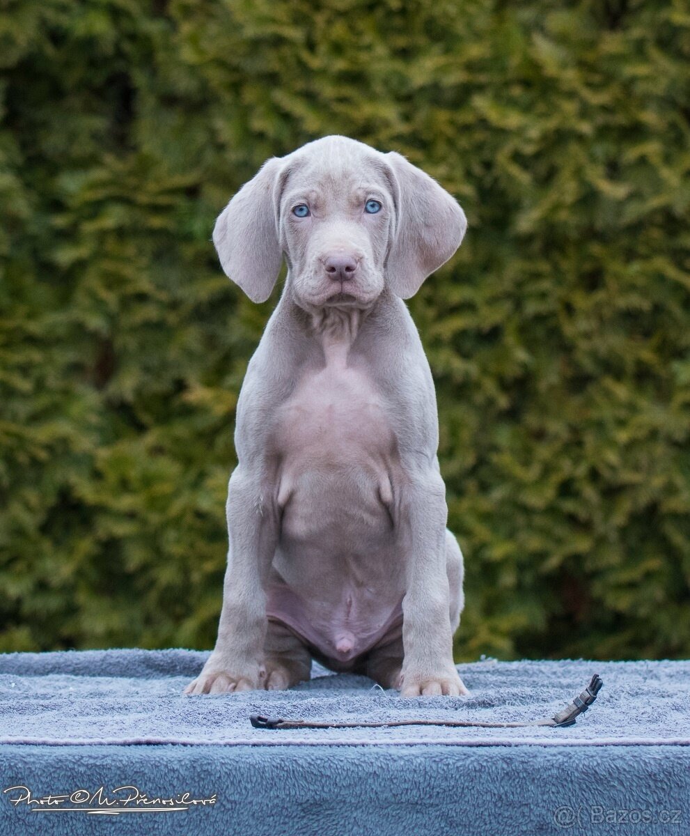 Výmarský ohař krátkosrstý – štěňata s PP k prodeji