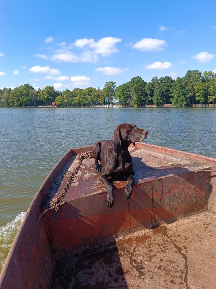 štěňata Německý ohař krátkosrstý NKO s pp