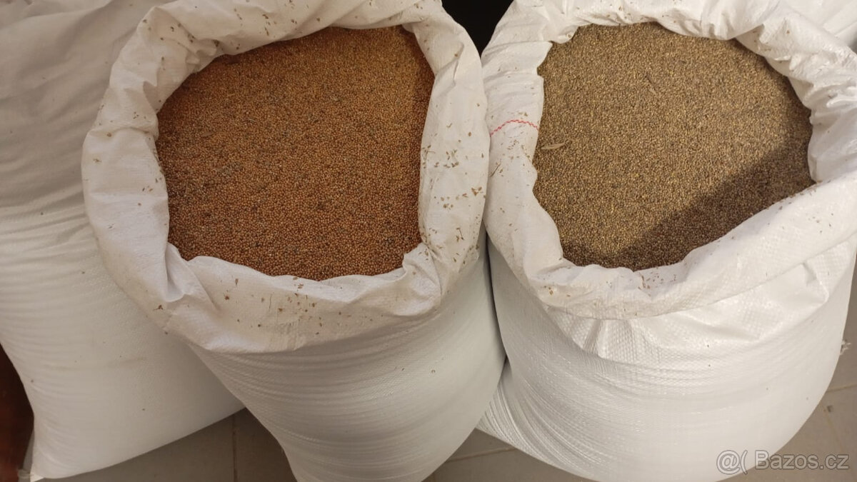 Proso ŽLUTÉ a ZELENÉ