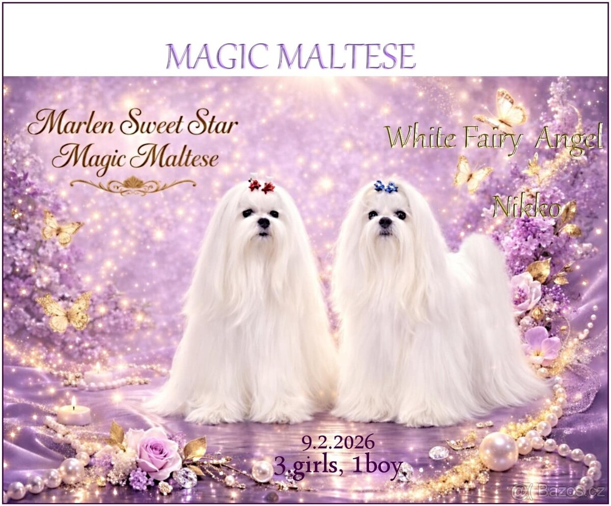 Maltézský psík s PP