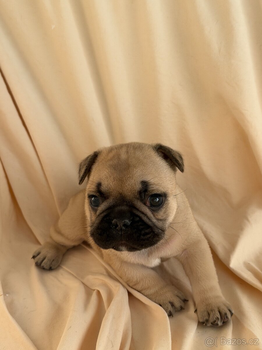 Štěně francouzského buldočka