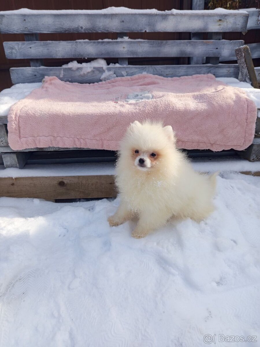 Pomeranian špic
