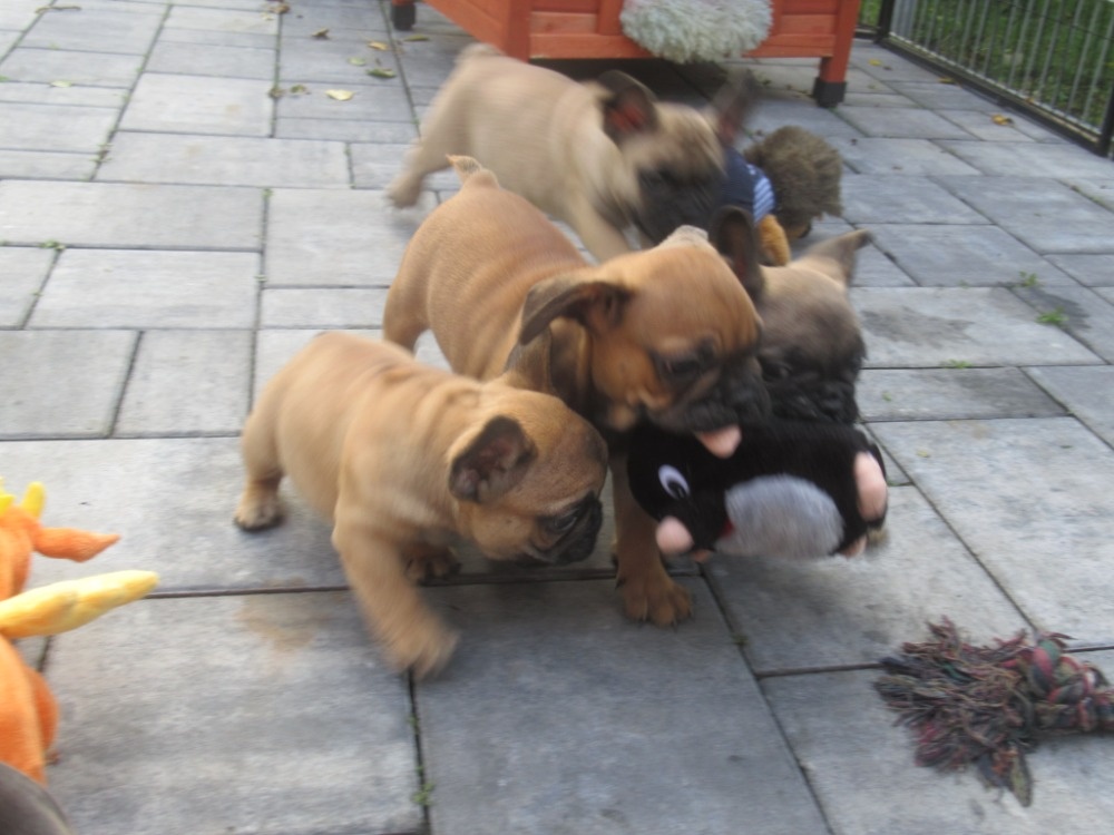 Francouzský buldoček