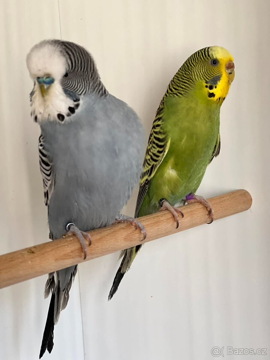 Andulky Blackface, Blackwing, Antharacit a na štěpitelní.