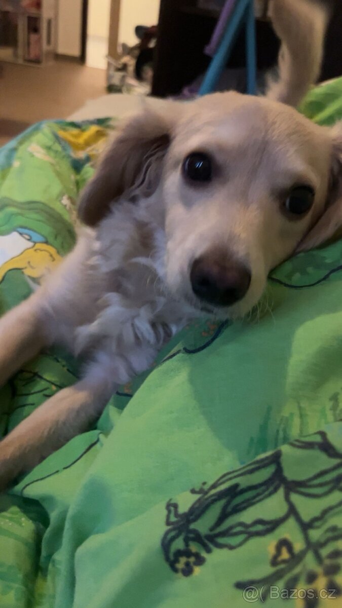 kříženec zlatý retrívr x jezevčík