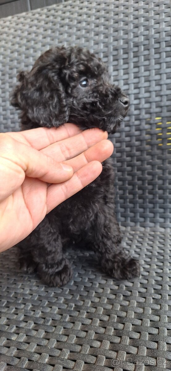 Toy šteniatka pudl pudlika