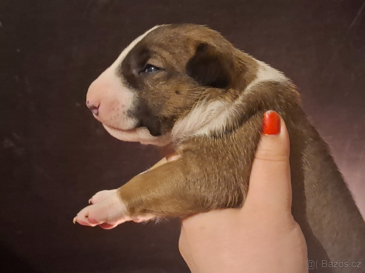 Anglický Bulteriér s PP