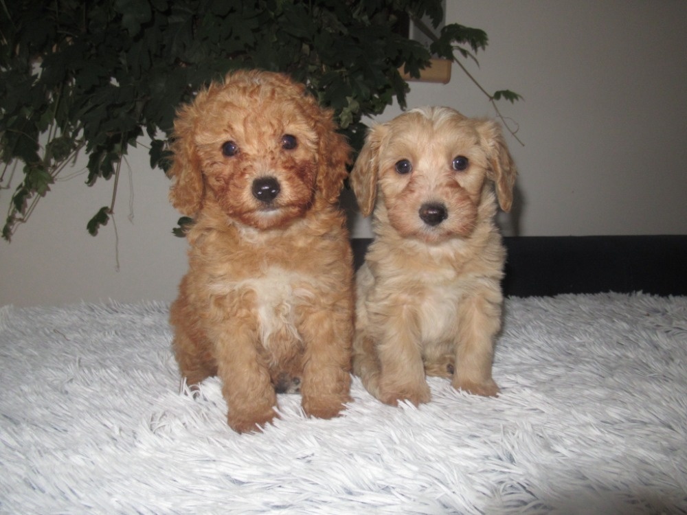 Maltipoo