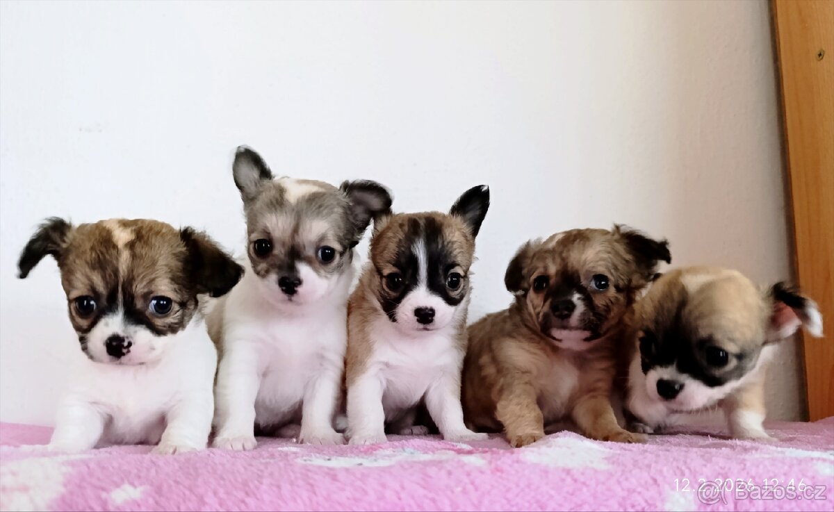 Čivava bez PP - štěňátka
