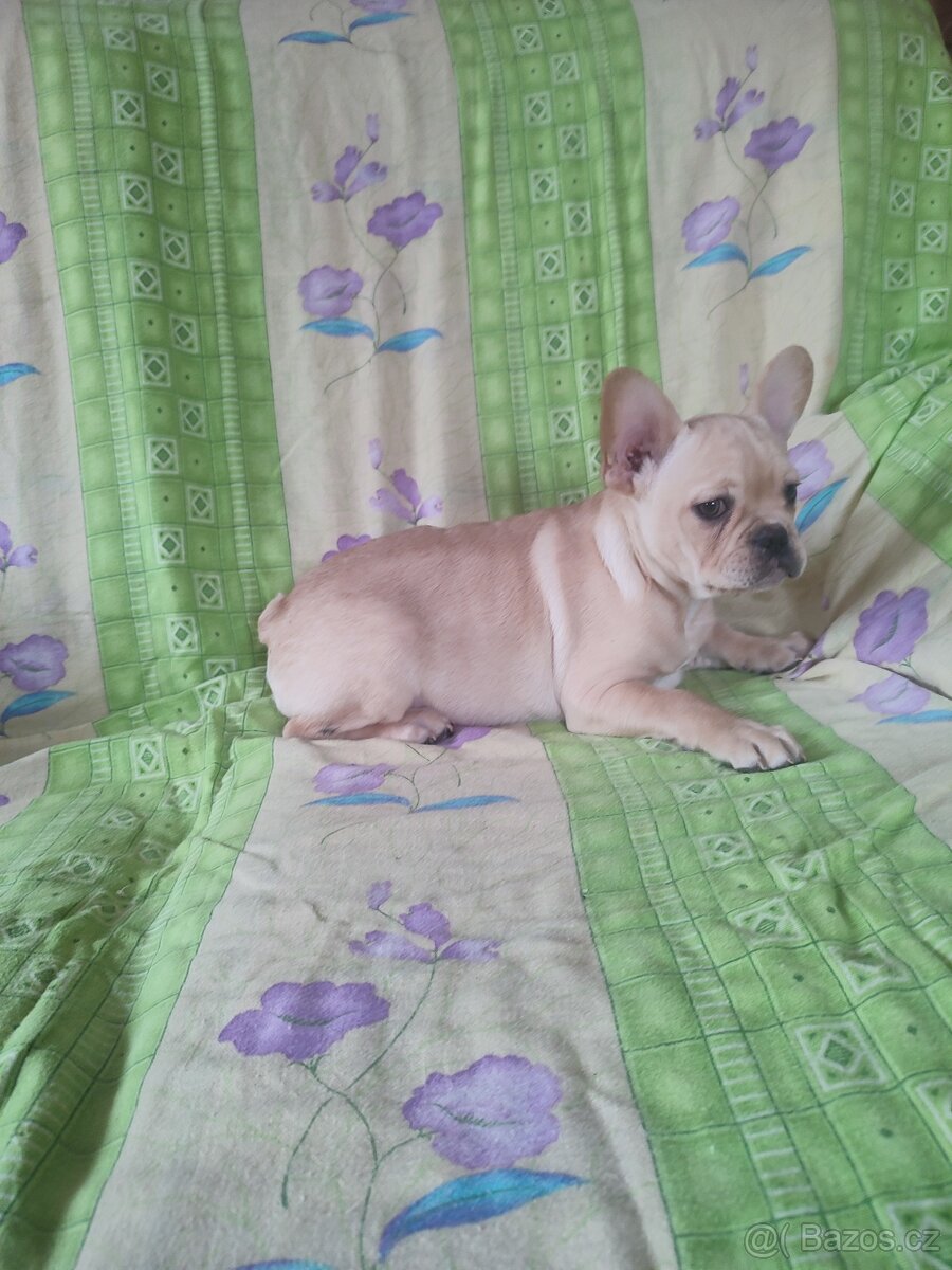 Francouzský buldoček