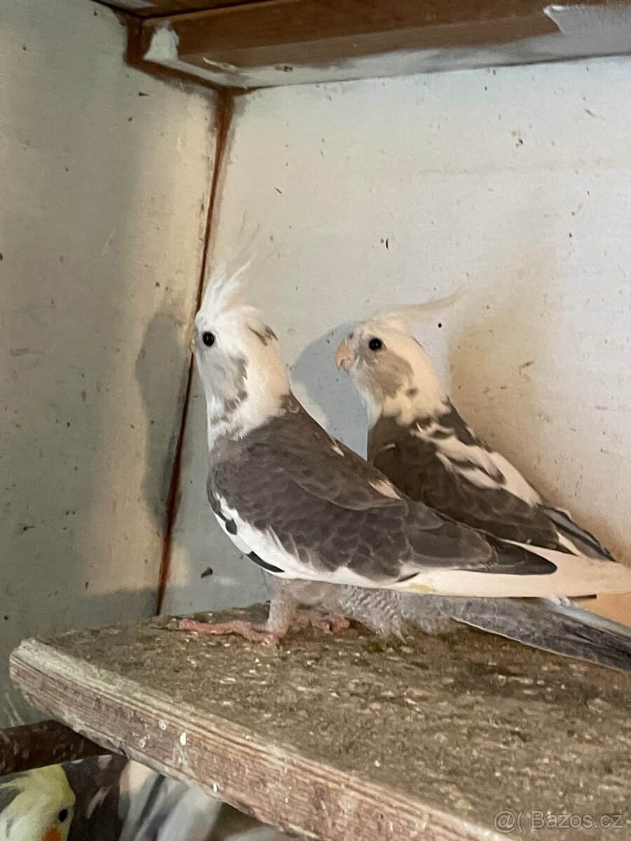 Korela - mláďata na ochočení