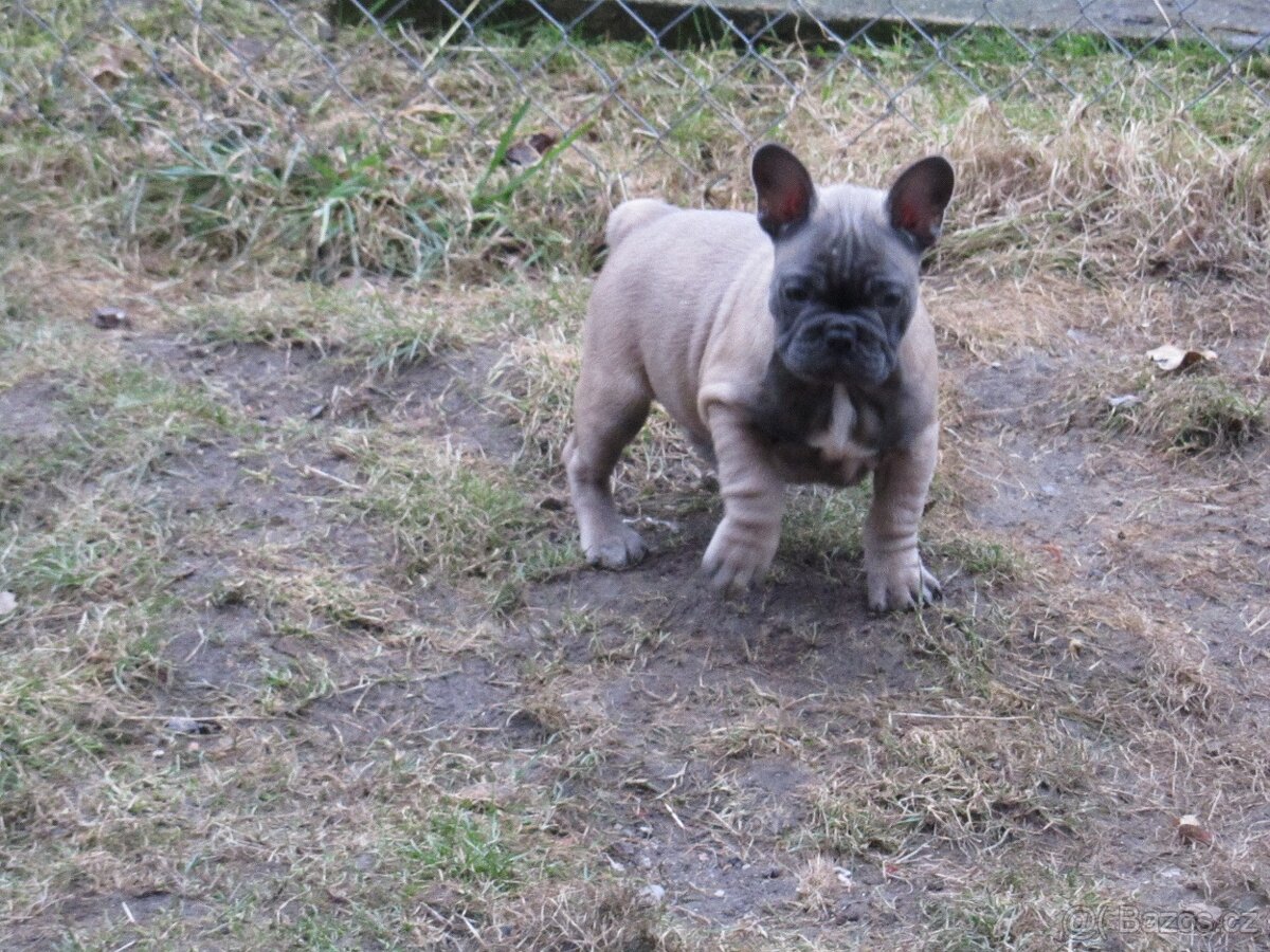 Francouzský buldoček bez PP