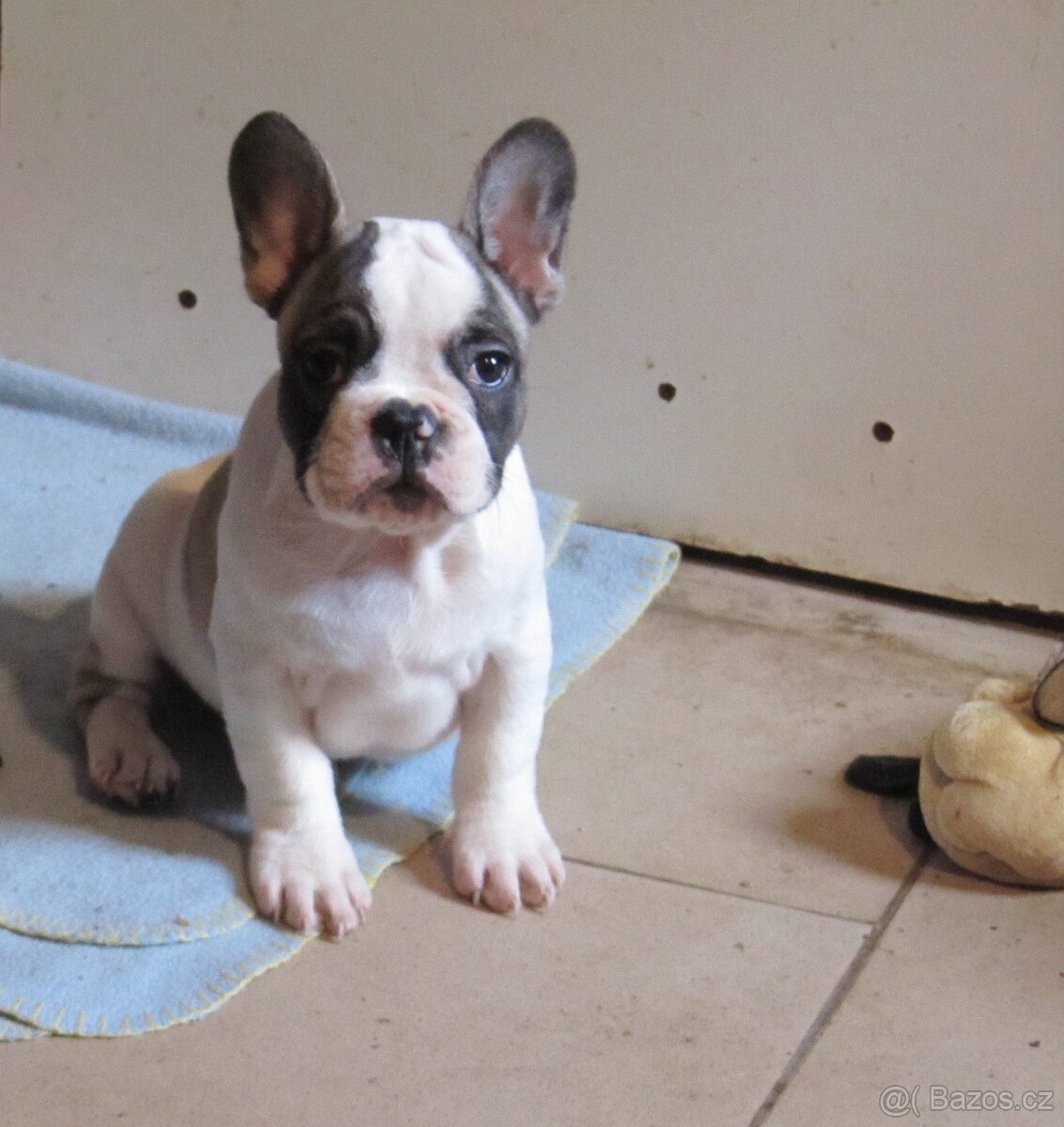 Francouzský buldoček bez PP