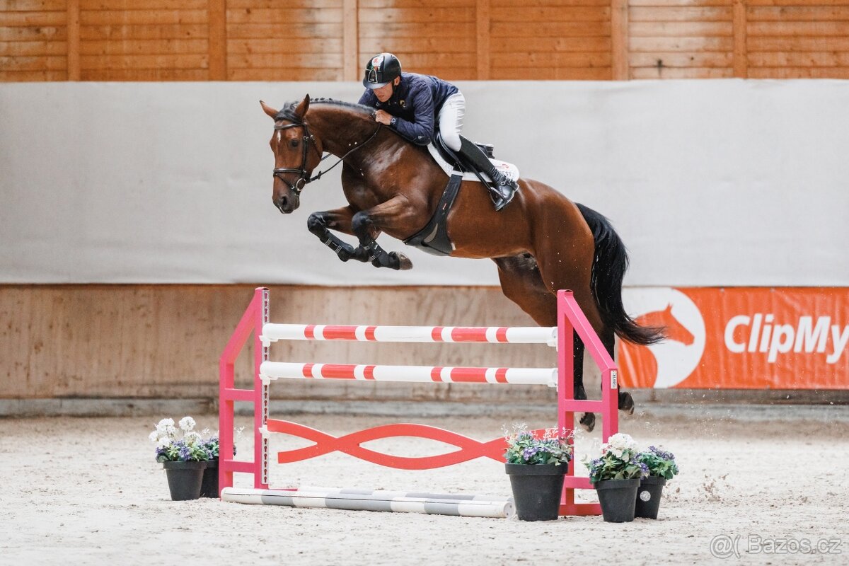 6letá klisna do sportu