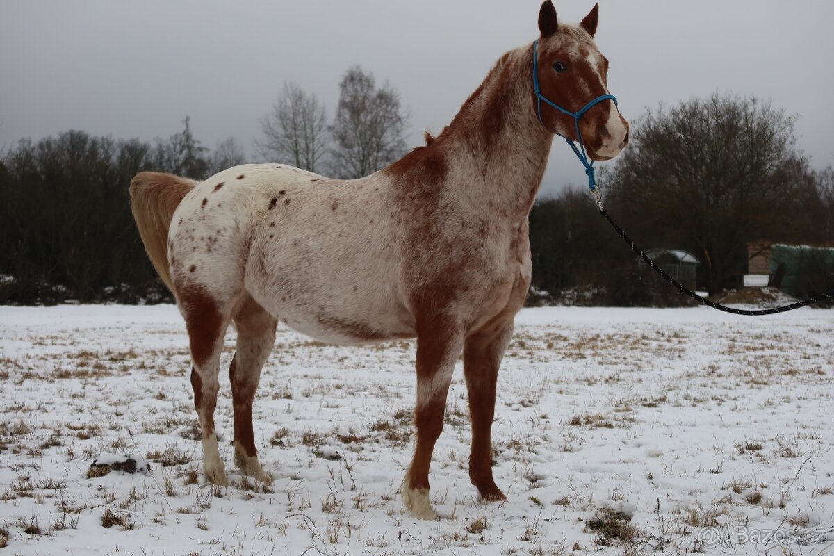 Appaloosa valach
