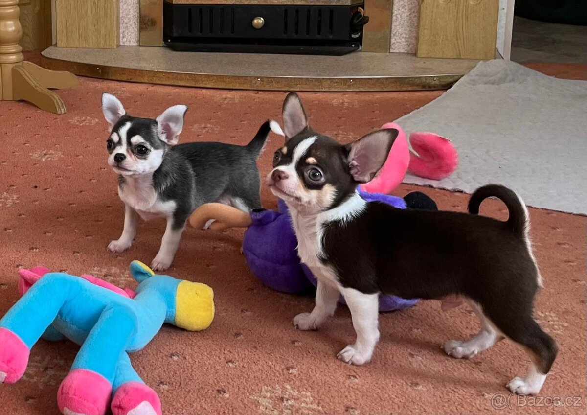 Čivava krátkosrstá s PP luxusní štěňátka