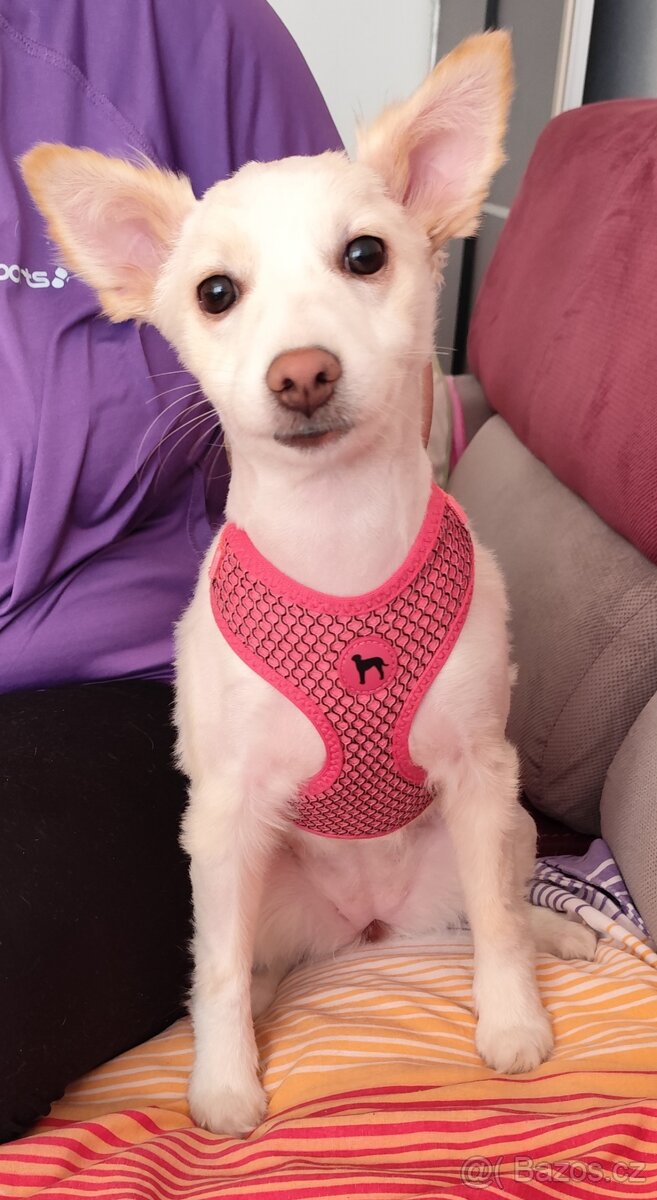 Stěně japonské špicl kříženec