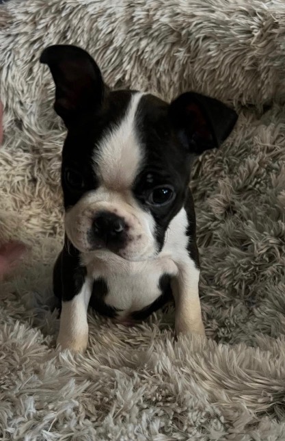 BOSTONSKÝ TERIÉR S PP - PEJSEK