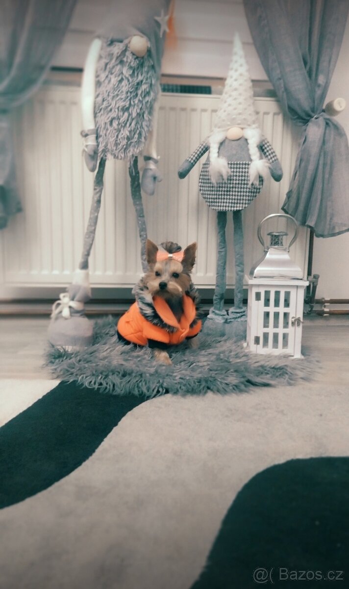 fena yorkšírský teriér