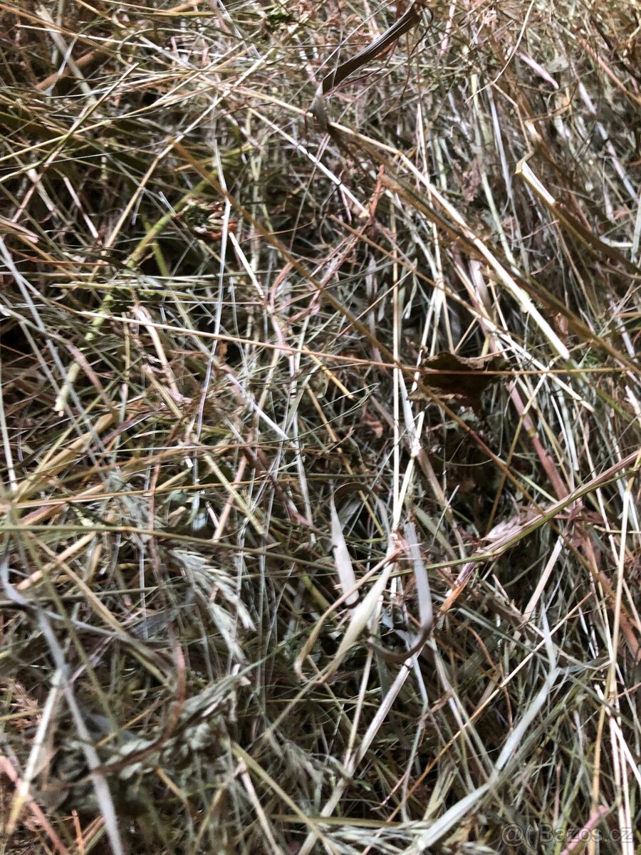 PRODÁM LEVNĚ KRÁSNÉ ZELENÉ A VOŇAVÉ SENO 2025