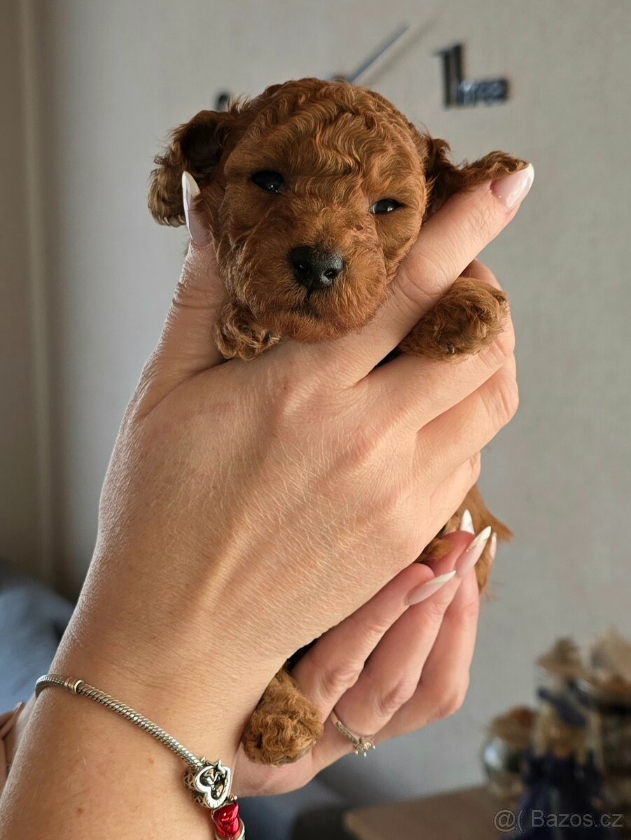 Predáme šteniatka toy/trpaslicieho pudla