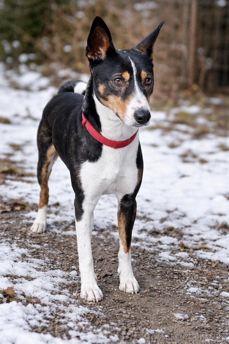 Basenji s PP hledá domov