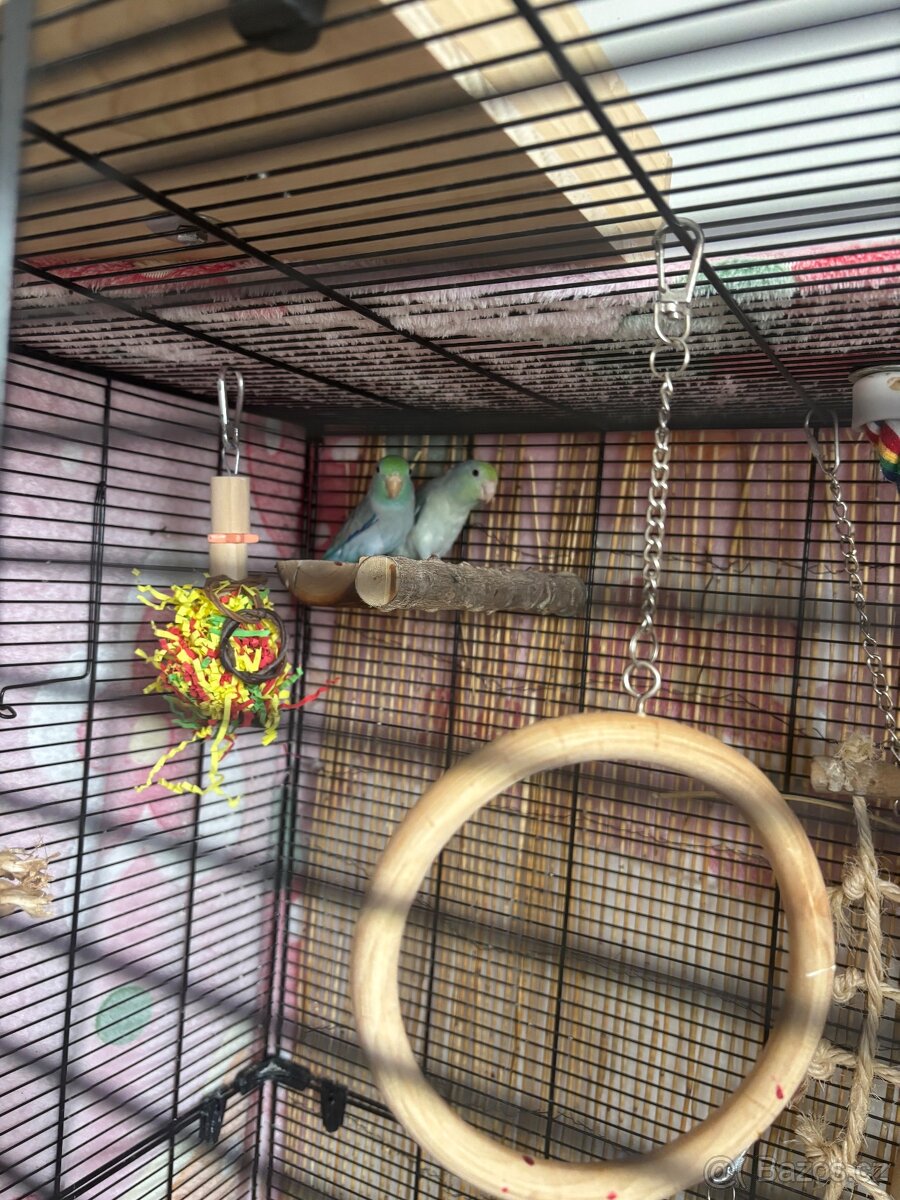 Papoušíček šedokřídlý