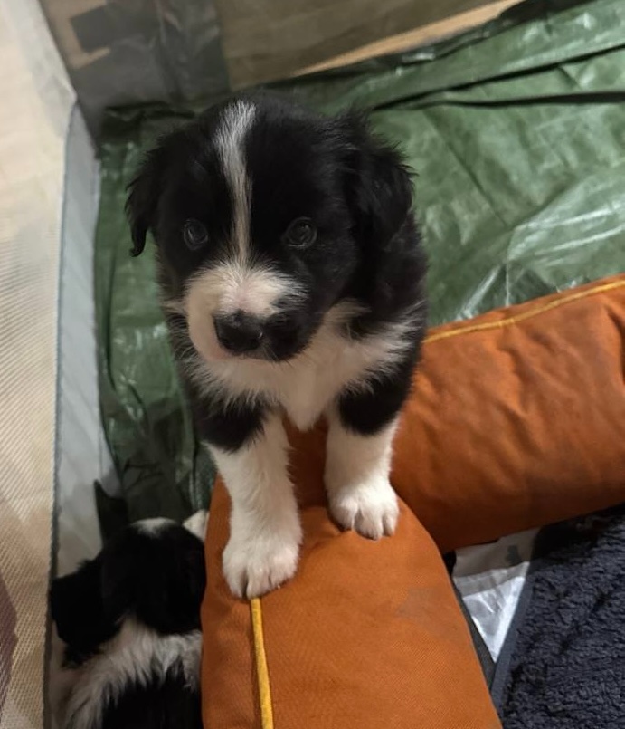 Border Kolie štěňátka