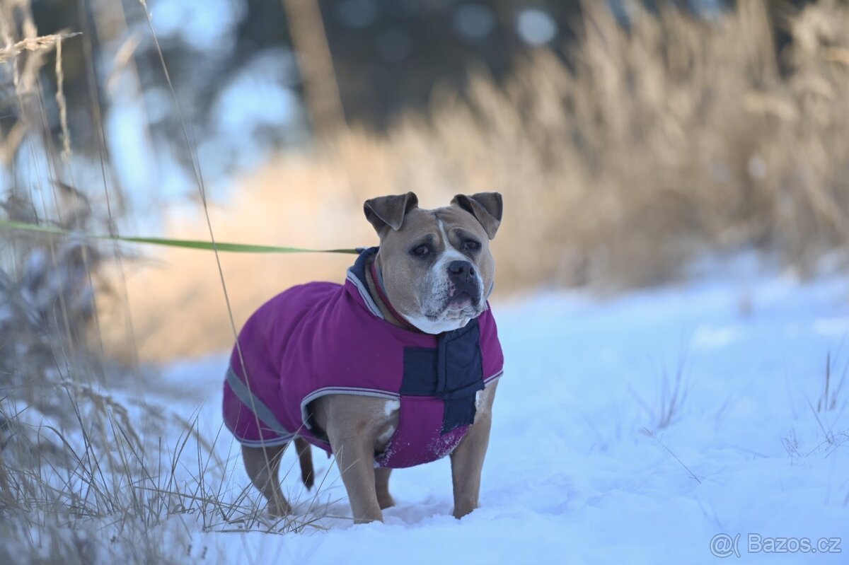 Bobina, kříženec American bully hledá domov