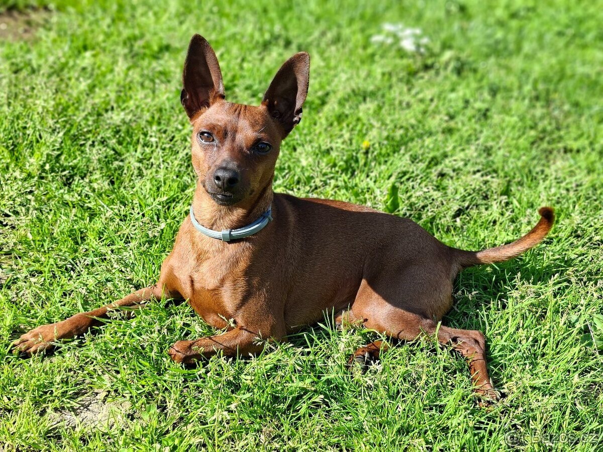 trpasličí pinč ke krytí