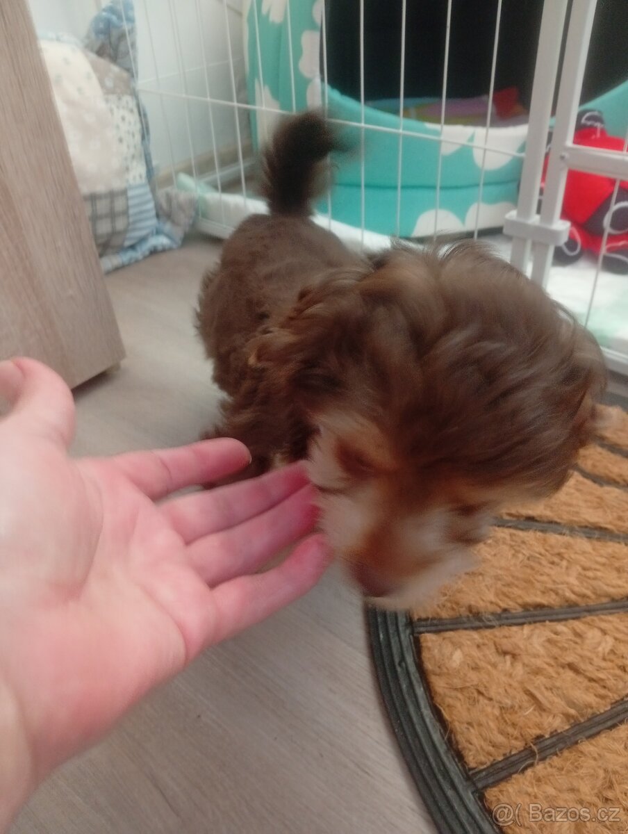 Chlapeček mini jorkšírskeho teriéra bez Pp