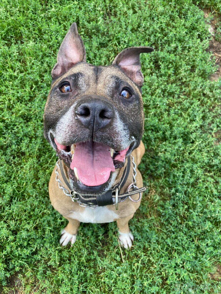 Najde kříženec staforda domov?