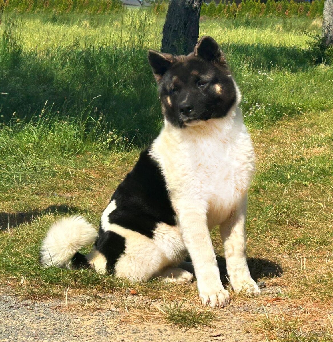 Americká Akita