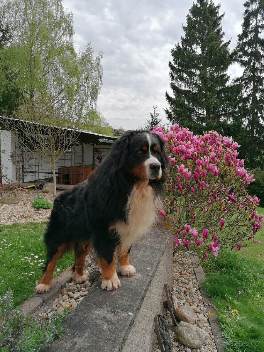 Krytí Bernský salašnický pes