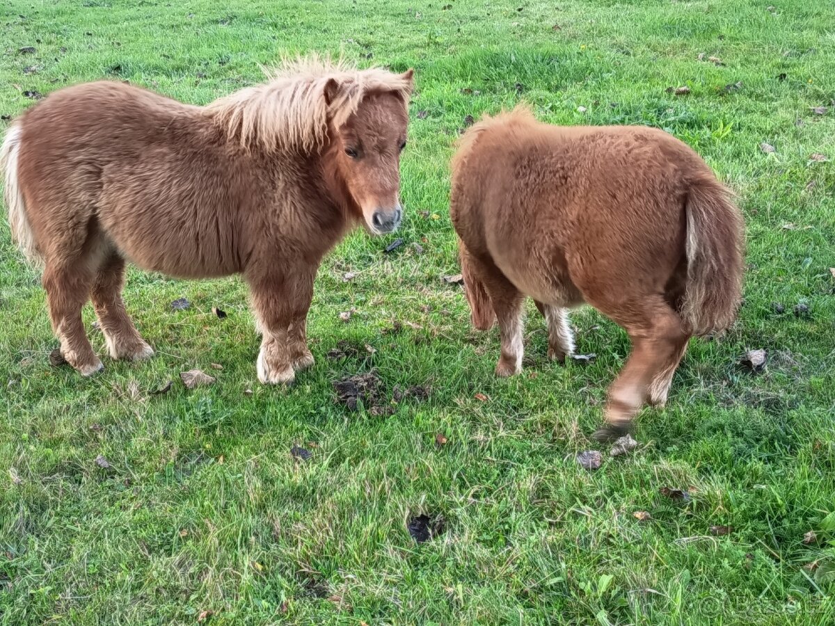Pony Shetland klisna