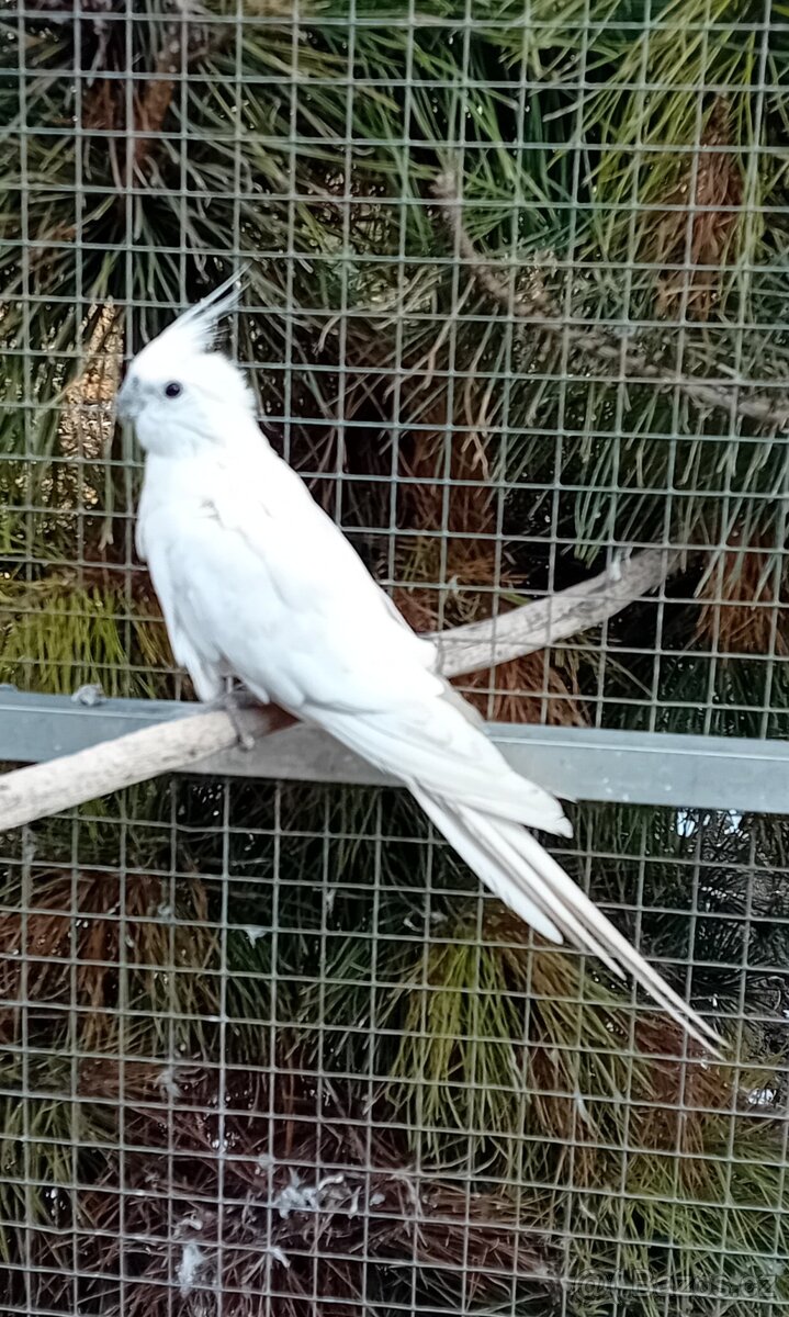 Korela bělohlavá dominantně stříbrná 2F