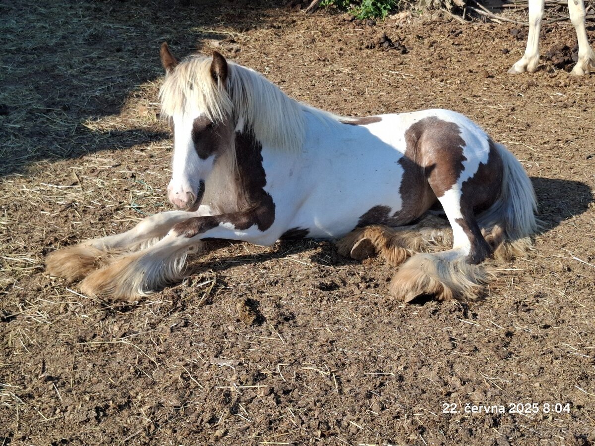 Kvalitní klisna - Irský cob
